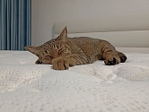 Отзыв от Виктория(15:11:51 03.07.2025)